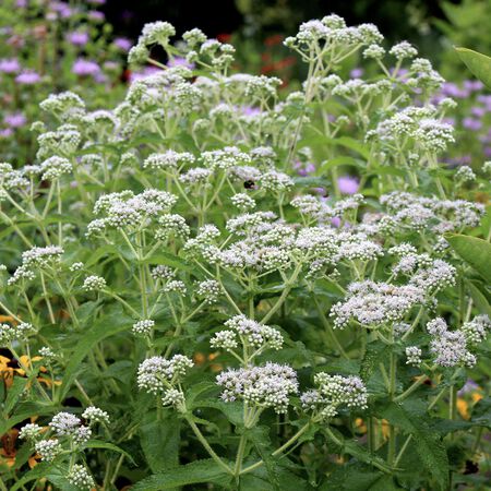 Boneset, Eupatorium Seeds - Packet image number null